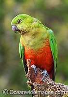 Australian King Parrot young male Photo - Gary Bell