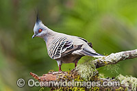 Crested Pigeon Geophaps lophotes Photo - Gary Bell