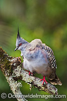 Crested Pigeon Geophaps lophotes Photo - Gary Bell