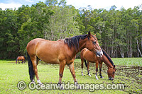 Horses on farm Photo - Gary Bell