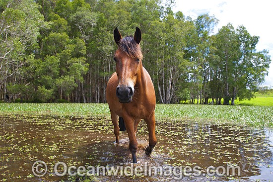 Horse on farm photo