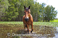 Horse on farm Photo - Gary Bell