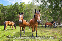 Horses on farm Photo - Gary Bell