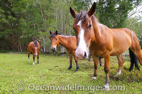 Horses on farm Australia photo