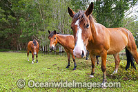 Horses on farm Australia Photo - Gary Bell