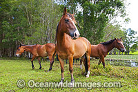 Horses on farm Coffs Harbour Photo - Gary Bell