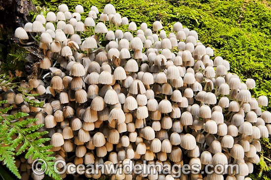 Rainforest Fungi Dorrigo photo