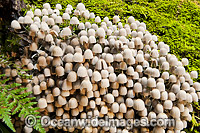Rainforest Fungi Dorrigo Photo - Gary Bell
