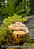 Rainforest Fungi Australia Photo - Gary Bell