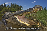 Alligator with mouth open Photo - Andy Murch