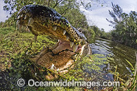 Alligator with jaws open in the Everglades Photo - Andy Murch