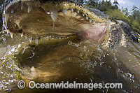 Alligator with jaws open Photo - Andy Murch