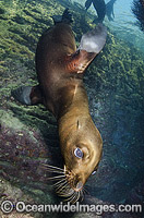 California Sea Lion underwater Photo - Andy Murch