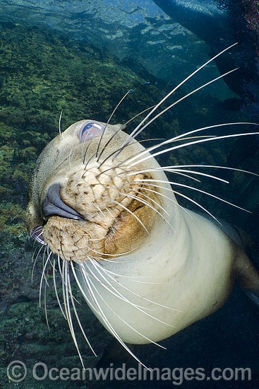 California Sea Lion face and whiskers photo