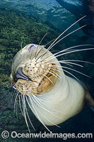 California Sea Lion face and whiskers Photo - Andy Murch