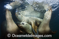 Steller Sea Lions swimming underwater Photo - Andy Murch