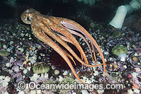 Giant Pacific Octopus Photo - Andy Murch