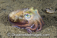 Bobtail Squid Rossia pacifica Photo - Andy Murch