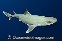 Cuban Dogfish Squalus cubensis Photo - Andy Murch