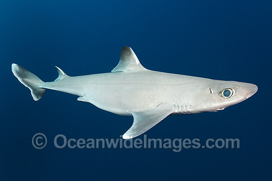 Cuban Dogfish Squalus cubensis photo