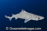 Gulper Shark Photo - Andy Murch