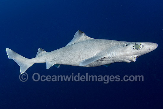 Gulper Shark Centrophorus granulosus photo