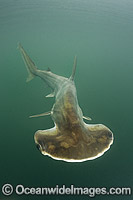 Scoophead Shark Sphyrna media Photo - Andy Murch
