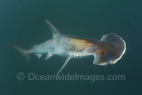 Scoophead Shark Sphyrna media photo
