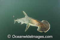 Scoophead Shark Photo - Andy Murch