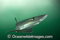 Dusky Smoothhound Mustelus canis Photo - Andy Murch