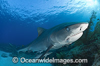 Tiger Shark with nictitating membrane protecting eye Photo - Andy Murch