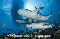 Caribbean Reef Shark Photo - Andy Murch