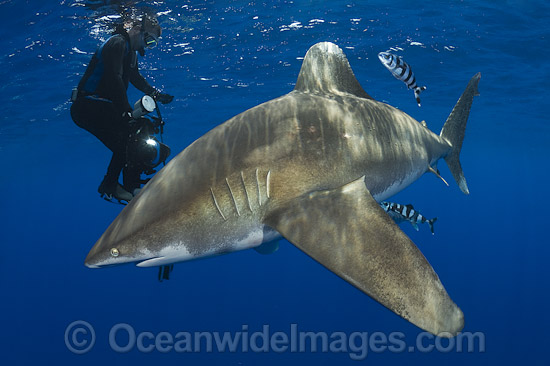 Diver with Oceanic Whitetip Shark photo