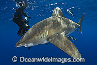 Diver with Oceanic Whitetip Shark Photo - Andy Murch