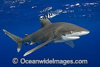 Oceanic Whitetip Shark Photo - Andy Murch