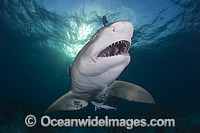 Lemon Shark underwater Photo - Andy Murch