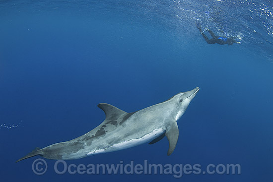 Rough-toothed Dolphin with snorkeler photo