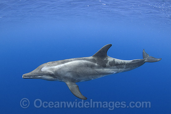 Rough-toothed Dolphin Steno bredanensis photo