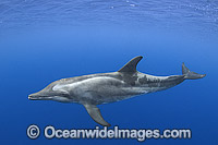 Rough-toothed Dolphin Steno bredanensis Photo - Andy Murch