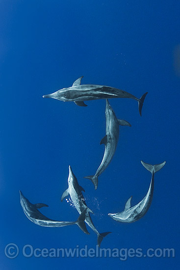 Rough-toothed Dolphins photo