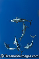 Rough-toothed Dolphins Photo - Andy Murch