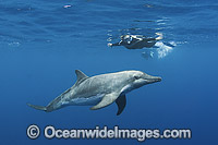 Rough-toothed Dolphin with snorkeler Photo - Andy Murch