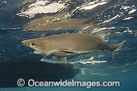 Bigeye Sixgill Shark Hexanchus nakamurai Photo - Andy Murch