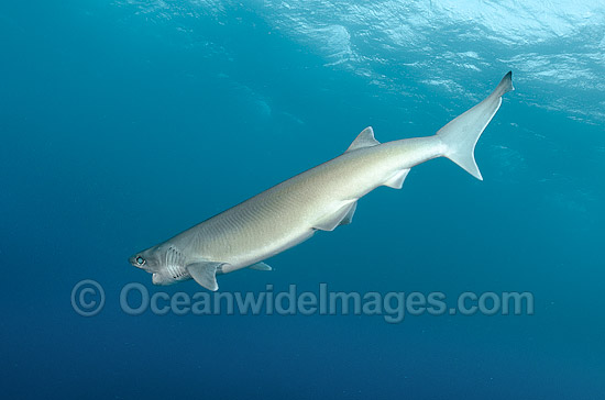 Bigeye Sixgill Shark Hexanchus nakamurai photo