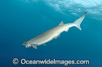 Bigeye Sixgill Shark Hexanchus nakamurai Photo - Andy Murch