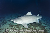 Smalltooth Sand Tiger Shark Odontaspis ferox Photo - Andy Murch
