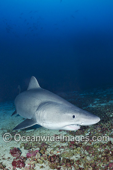 Smalltooth Sand Tiger Shark photo