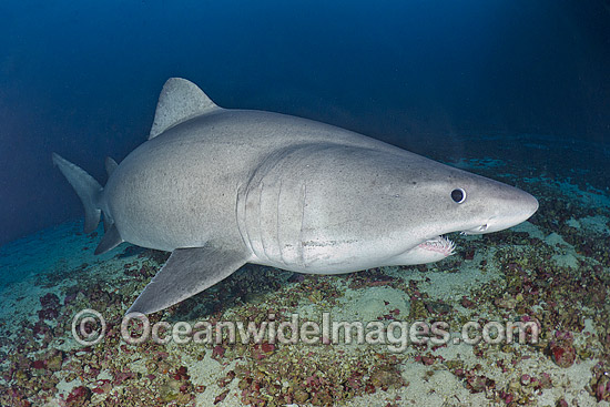 Smalltooth Sand Tiger Shark Odontaspis ferox photo