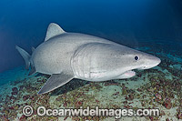 Smalltooth Sand Tiger Shark Odontaspis ferox Photo - Andy Murch