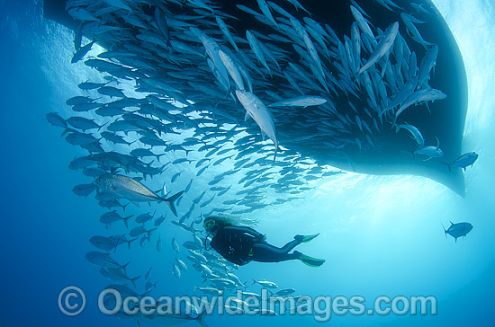 Diver and Schooling Trevally under boat photo